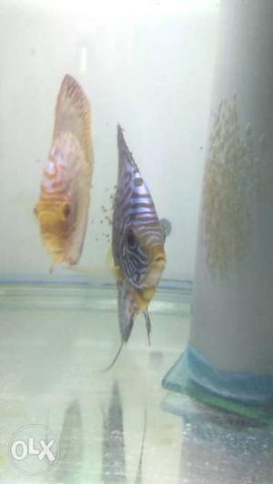 Young discus proven pair for sale Pick up only