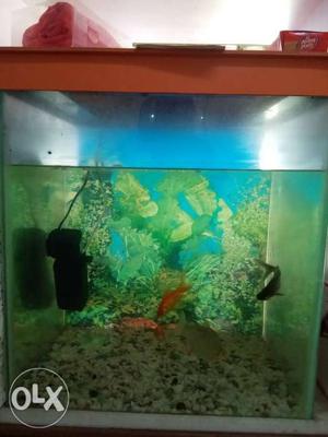  inch fish tank with power filter & 4 fish