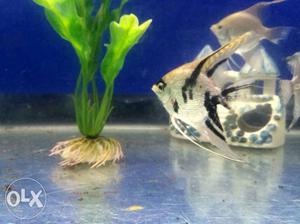 Jumbo size single Diamond Marble angelfish on sale.