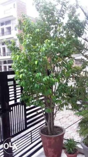 Tree shape plant 15 ft height with cement pot.Contact