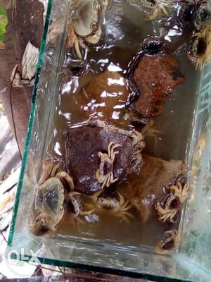 1 crabs for rs 50