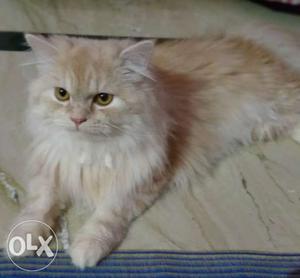 1 year old pure Persian cat ready to mate for sale