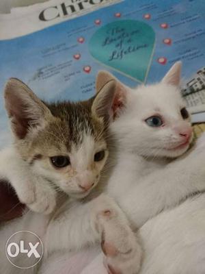 1white & 1b&w cute kittens... 3days old