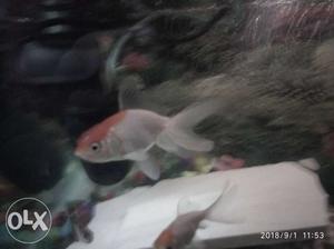 2 healthy red cap gold fish 3inch for sale.