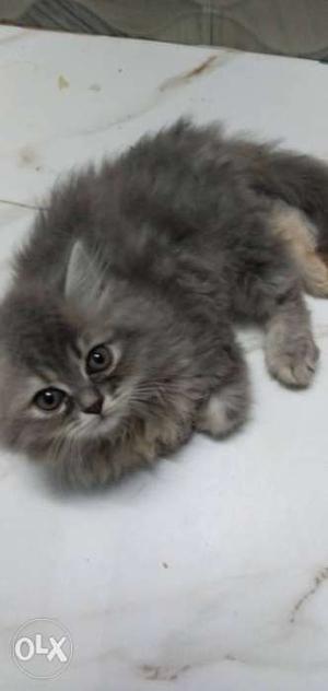 2 month old female kitten 3ple coating price.