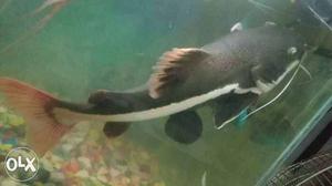 20 inch size red tail Fish Contact me on .0