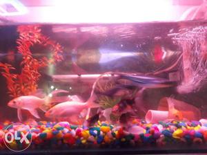 6 aquarium fish 4 inch size 3: Golden koi 3: