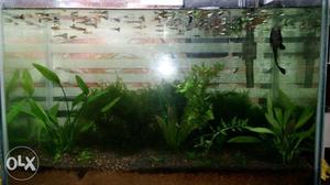 6 guppies at just rs  rs dozen imported