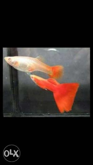 Albino full red guppy Good quality... fixed