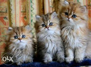 All Types of Persian Cat And Kittens No.1 Quality