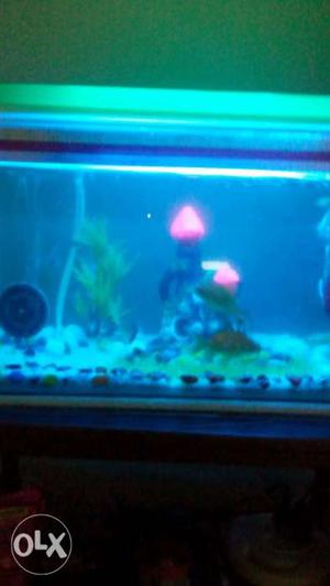 Aquarium of 35 liter with a oxygen pump, filter