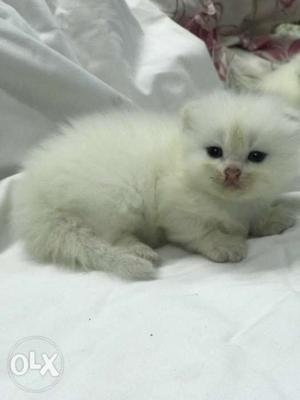 Argent I want to sell my Persians cat kittens