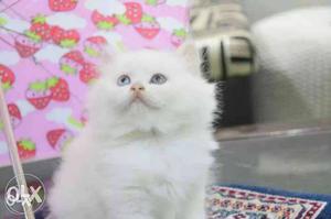 Beautiful Persian kitten High quality breed