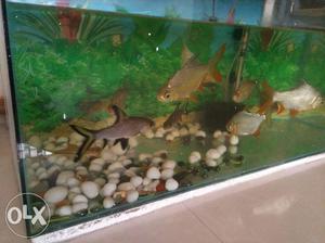 Beautiful fish tank with fish, heater, air filter