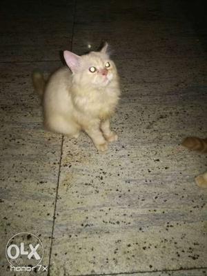 Beige Cat In Bengaluru