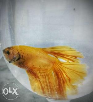 Betta Fish. Yellow Color. DeltaTail. One piece left.