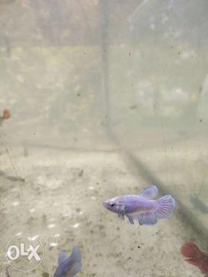 Betta fish female for sale price 40/pc min