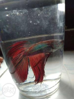 Betta fish for sale. sudden growth and good color