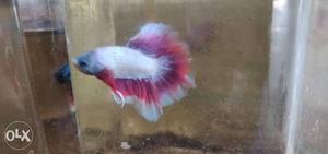 Betta fish for sale wholesale rates
