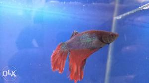 Betta male fish very active n big size. Serious