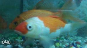 Big koi fish pair for sale only at eight hundred