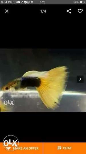 Black And Yellow Guppy Fish Screenshot
