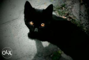 Black Cat In Moradabad