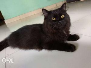 Black Persian Cat 6 months Male Cat