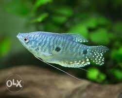 Blue Gourami fish pair