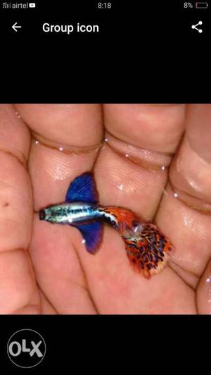 Blue, Grey, And Red Betta Fish Screenshot