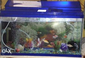 Blue framed fish tank for sale