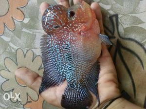Blue magma flowerhorn fish