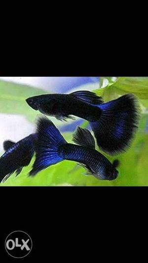 Blue mosco guppy Good quality.. fixed price