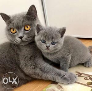 British Shorthair extream high quality kitten available