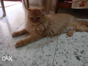 Brown female persian, three months of age,