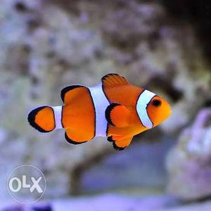 Clown fish and all types of marine fish avilable