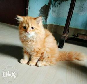Cute and healthy Persian kitten female available