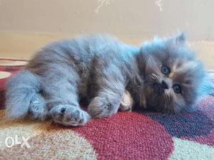 Cute semi punch female kittens for sale