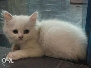 Cute white persian kitten 50 days old For sale in