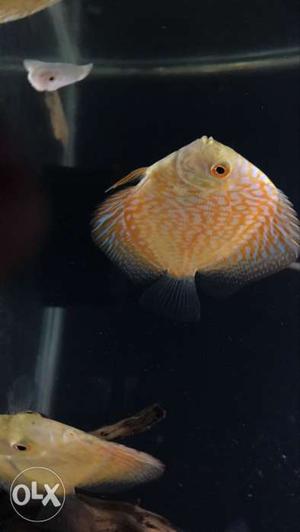Dicus fish for sale 2 inch pis  inch  rs
