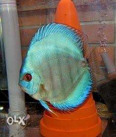 Discus fish for sale 1 pees