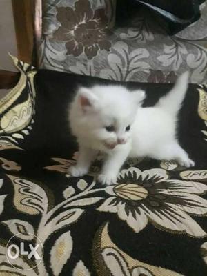 Doll Face Pure Persian Kittens 40 days old play