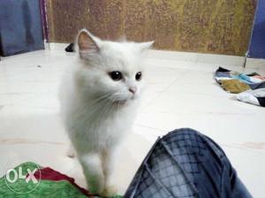 Doll face female Persian in Mumbra Sailesh Nagar