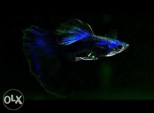 Electric blue guppy