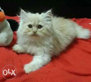 Exotic Persian Kittens 100% pure
