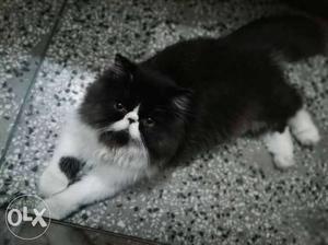 Extreme punch face, show quality male Persian cat