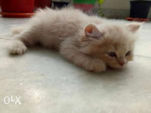 Fawn golden white grey black pure breed persian