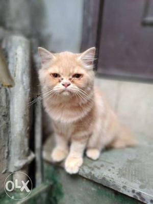 Female Golden Brown Persian kitten of 2 months only for