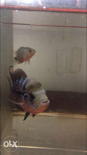 Female flowerhorn available with small head and