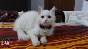 Female persian 3 months old